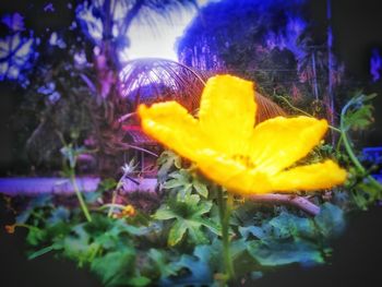 Close-up of flower against blurred background