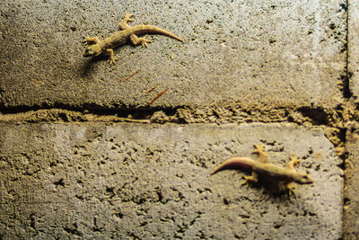 Close-up of lizard on wall