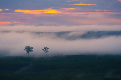 Scenic view of trees on field against sky at sunset