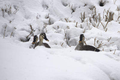 High angle view of spot-billed ducks on snow covered field