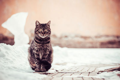 Portrait of cat sitting outdoors