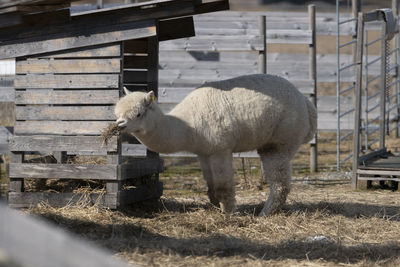 Sheep standing in a field