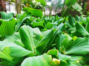 Close-up of green leaves