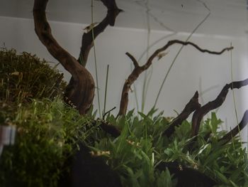 Close-up of plants growing on field