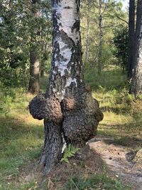 Dead tree on field in forest