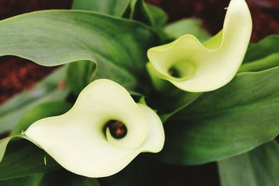 Close-up of white flowers