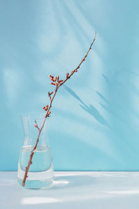 Dry apple branch with buds in a vase
