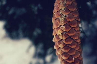 Close up of pine cone