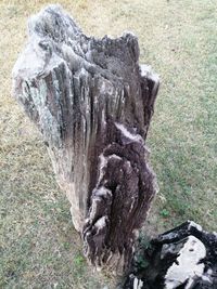 Close-up of tree trunk