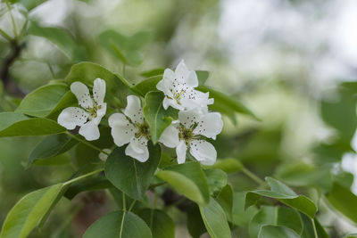 Close-up of white flowering plant