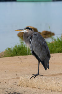 High angle view of gray heron perching on a land