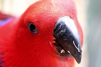 Close-up of a bird