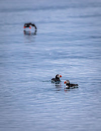 Puffins congregate during the brief summer near husavik iceland