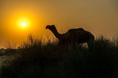 Silhouette of horse on field against sky during sunset