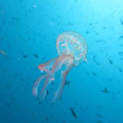 Close-up of jellyfish swimming in sea