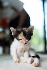 Close-up portrait of cat