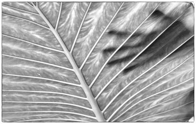 Macro shot of leaf