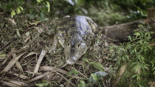 High angle view of lizard on grass