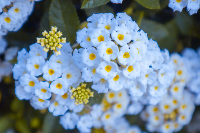 Close-up of white flowering plant