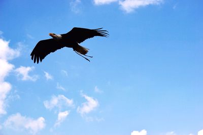 Low angle view of bird flying against sky