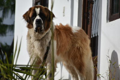 Close-up of dog outdoors