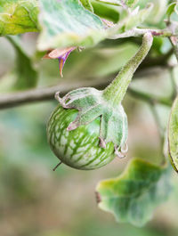 Close-up of green flowering plant