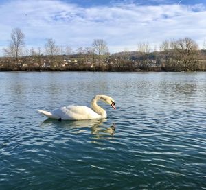 Swan swimming in lake