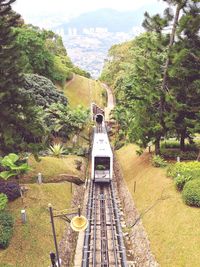 Train on railroad track amidst trees