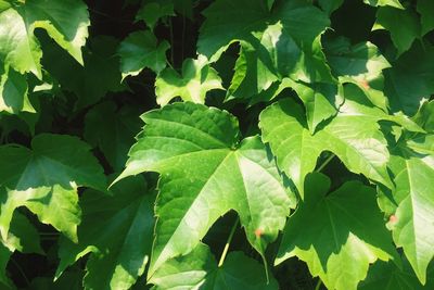 Full frame shot of green leaves