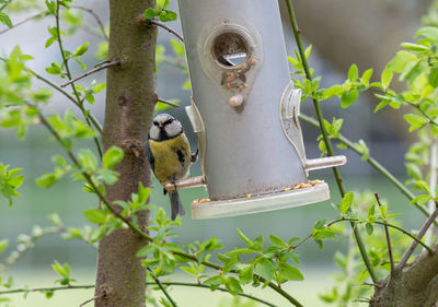 Bird perching on a tree