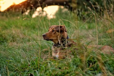 Dog looking away on field