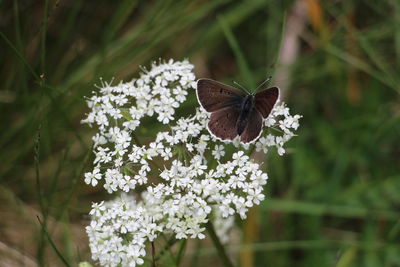 Close-up of butterfly pollinating on flower