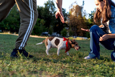 A teenage girl trains a cute pet dog jack russell on the grass in a doggy park in the autumn evening