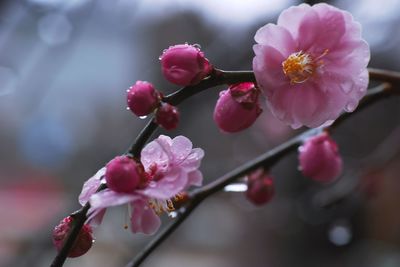 Close-up of pink flowers