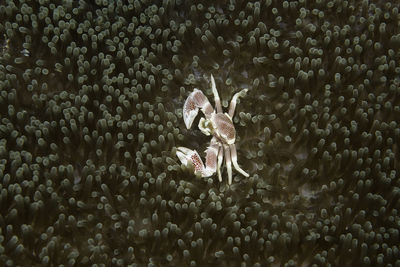 Close-up of jellyfish swimming in water