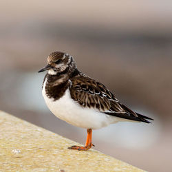 Close-up of bird perching outdoors