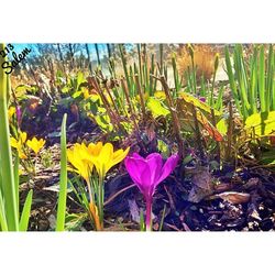 Close-up of purple flowers blooming in field