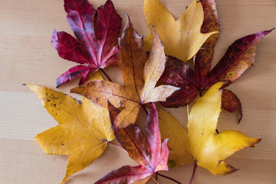 High angle view of maple leaves on table