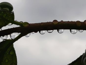 Low angle view of wet plant against sky