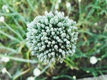 Close-up of flowering plant on field