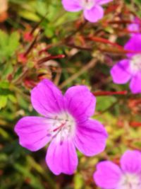 Close-up of pink flowering plant