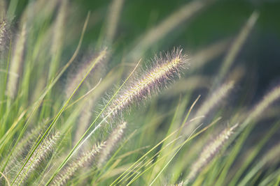 Close-up of grass growing on field