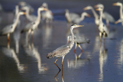 Seagulls on a land