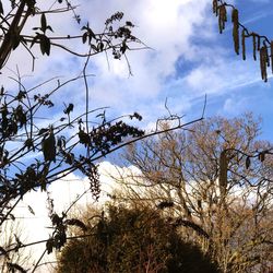 Low angle view of bare tree against sky