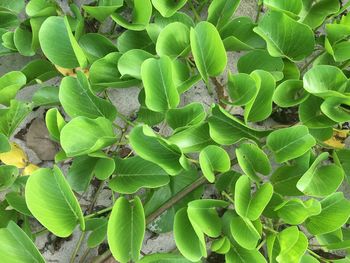 High angle view of plants