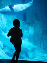 Rear view of silhouette boy standing at aquarium