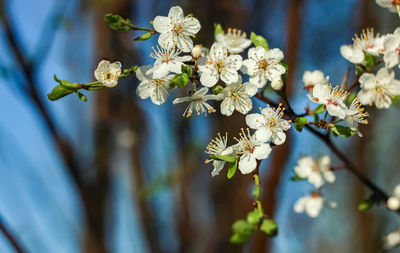 Close-up of white flowering plant