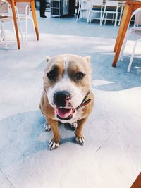 High angle portrait of dog on chair