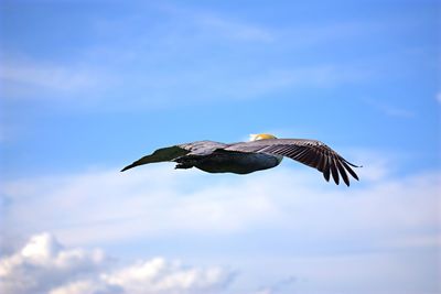 Low angle view of eagle flying in sky