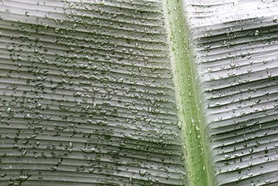 Full frame shot of wet leaf